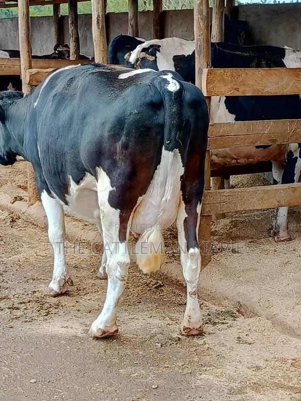 Friesian Dairy Cows for Sale - thumbnail 3