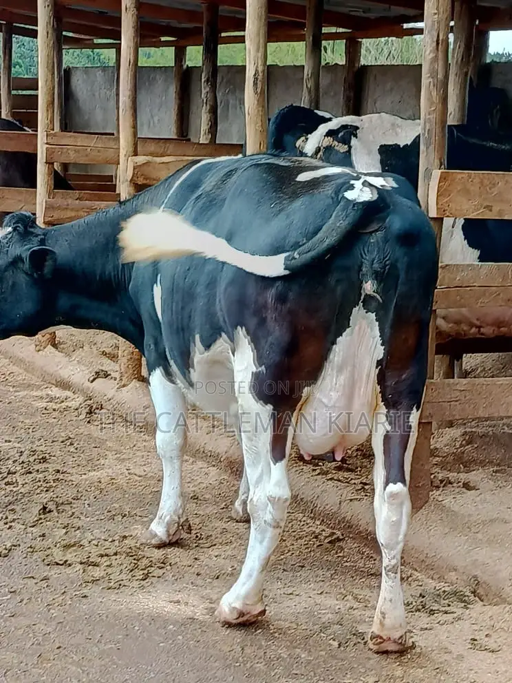 Friesian Dairy Cows for Sale