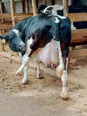 Friesian Dairy Cows for Sale