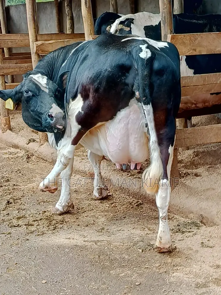 Friesian Dairy Cows for Sale