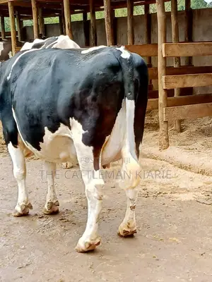 Friesian Dairy Cows for Sale