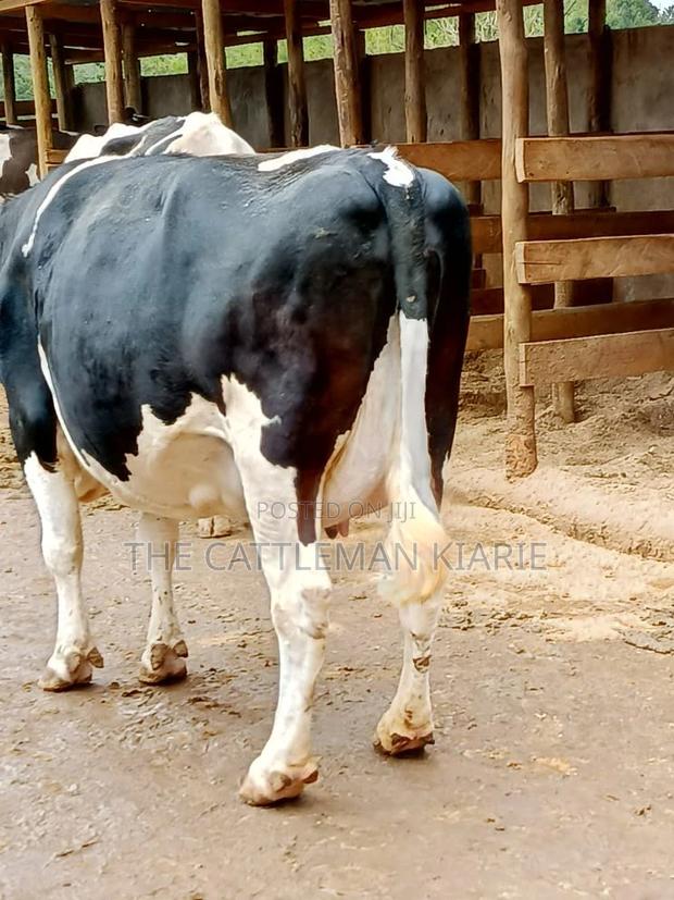 Friesian Dairy Cows for Sale - thumbnail 6