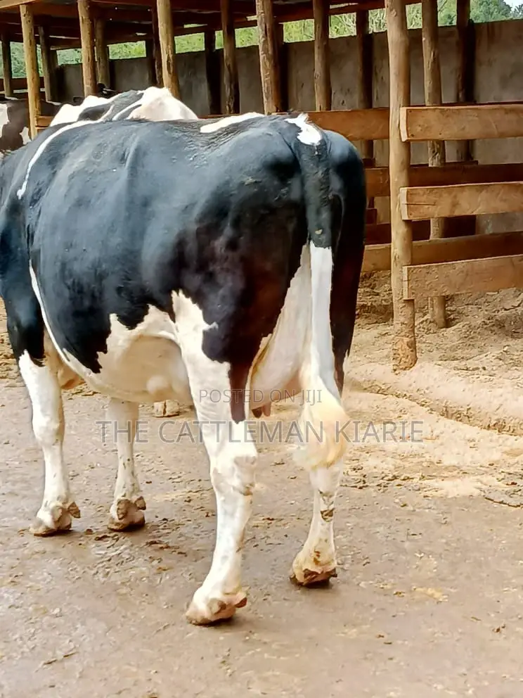 Friesian Dairy Cows for Sale