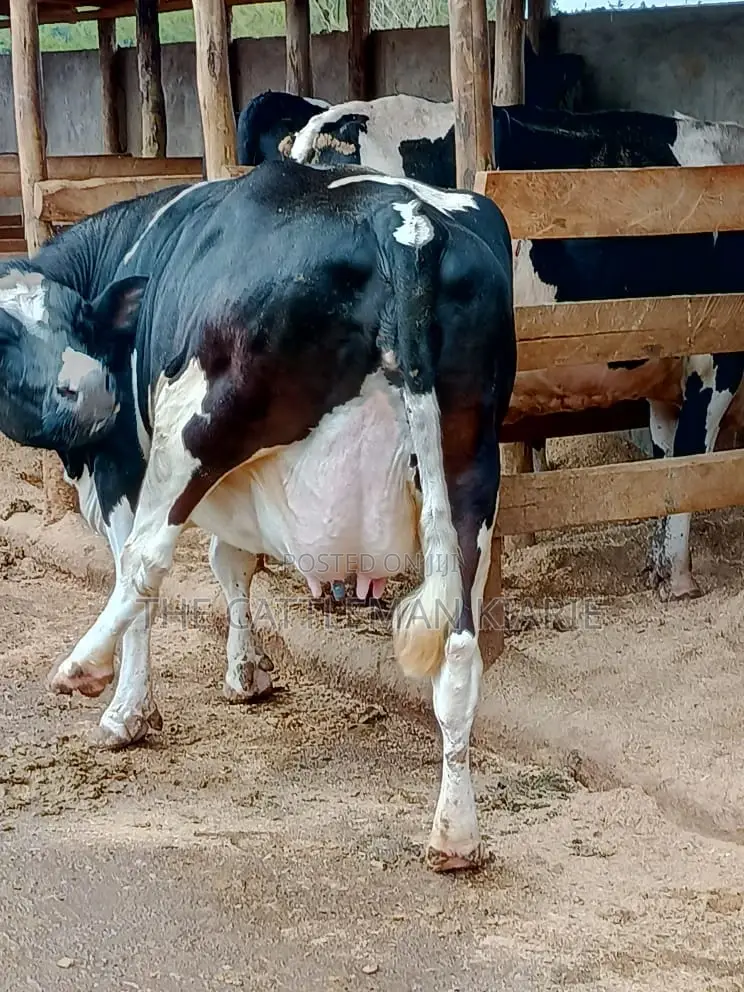 Friesian Dairy Cows for Sale