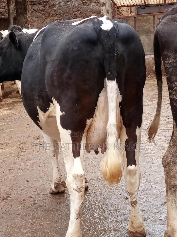 Friesian Dairy Cows for Sale - thumbnail 8