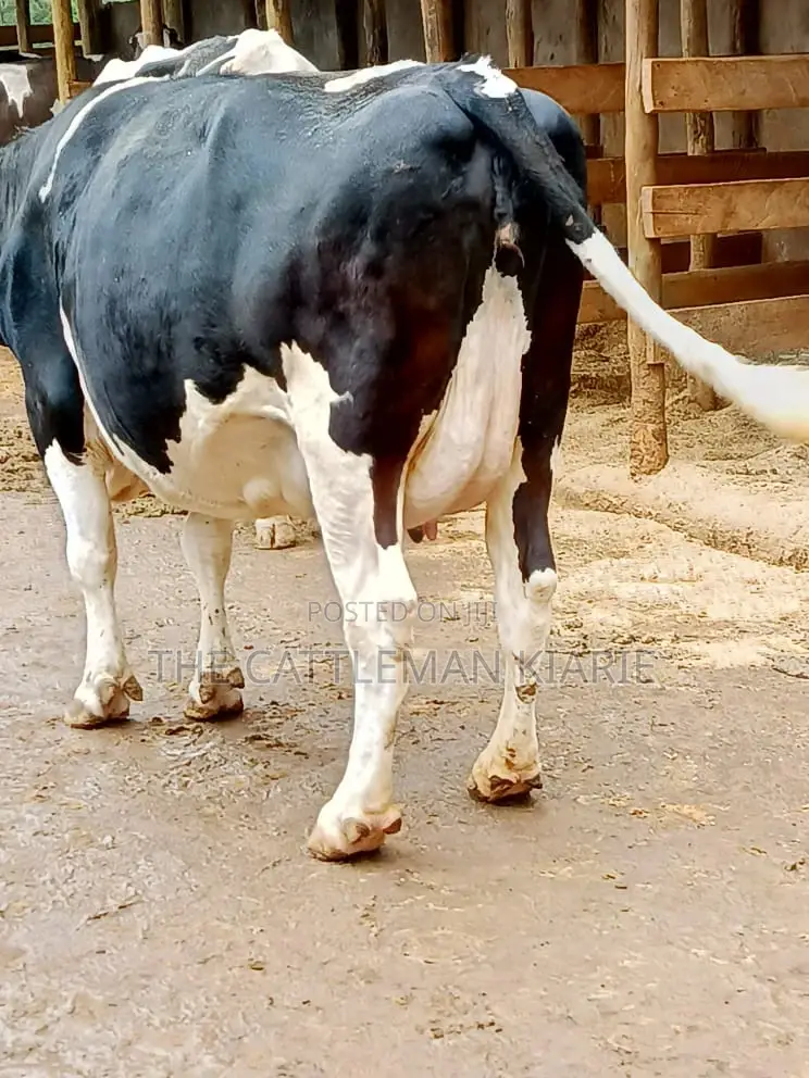 Friesian Dairy Cows for Sale