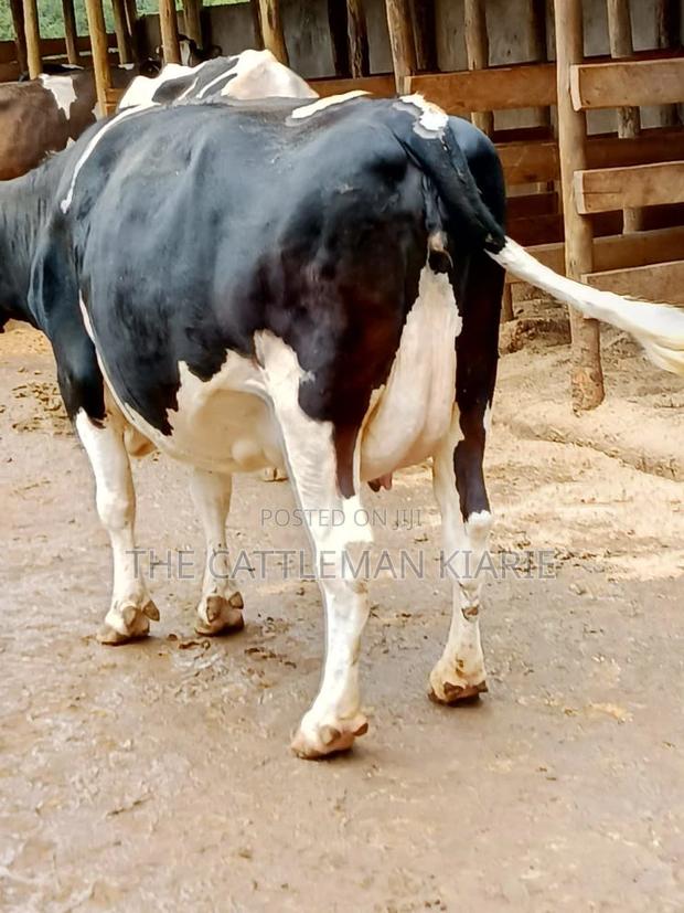 Friesian Dairy Cows for Sale - thumbnail 10