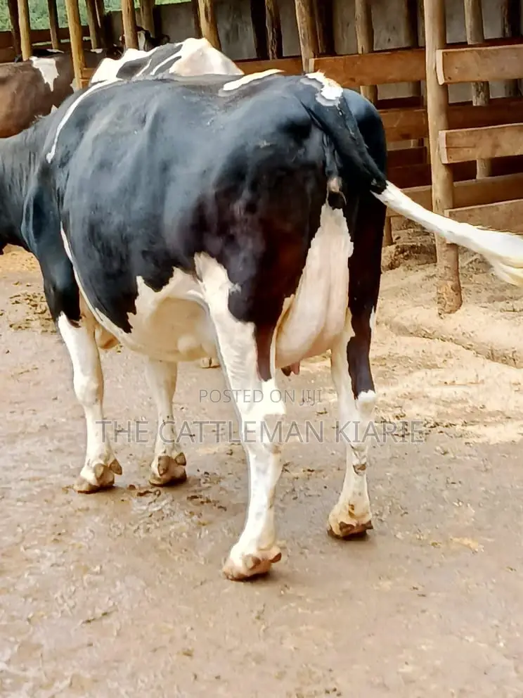 Friesian Dairy Cows for Sale