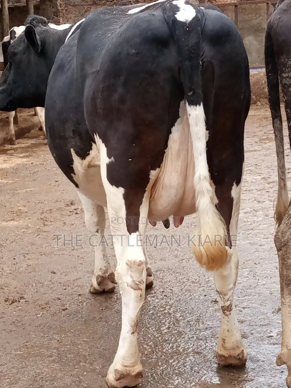 Friesian Dairy Cows for Sale
