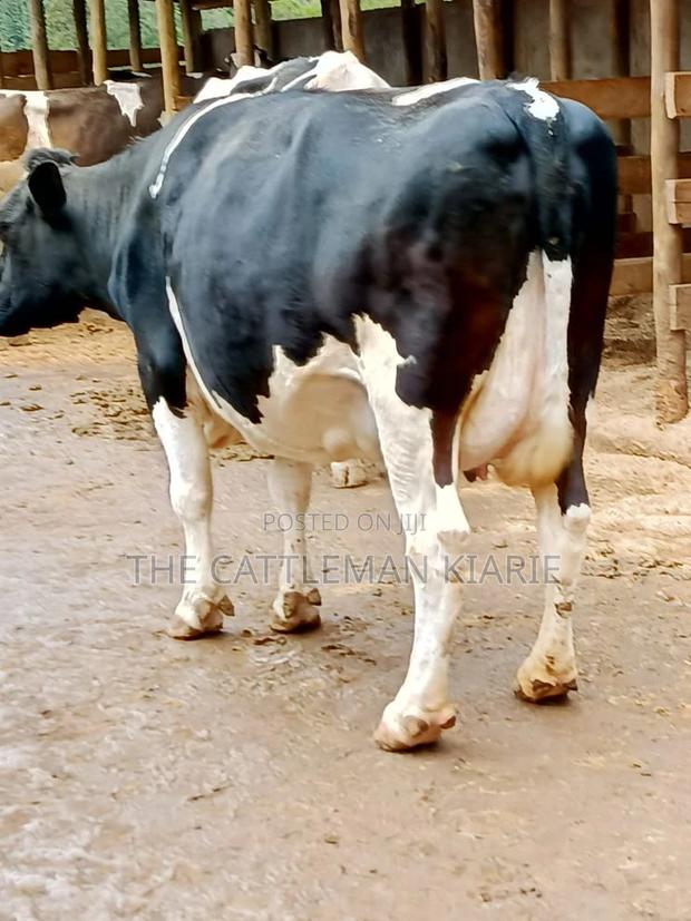 Friesian Dairy Cows for Sale - thumbnail 12