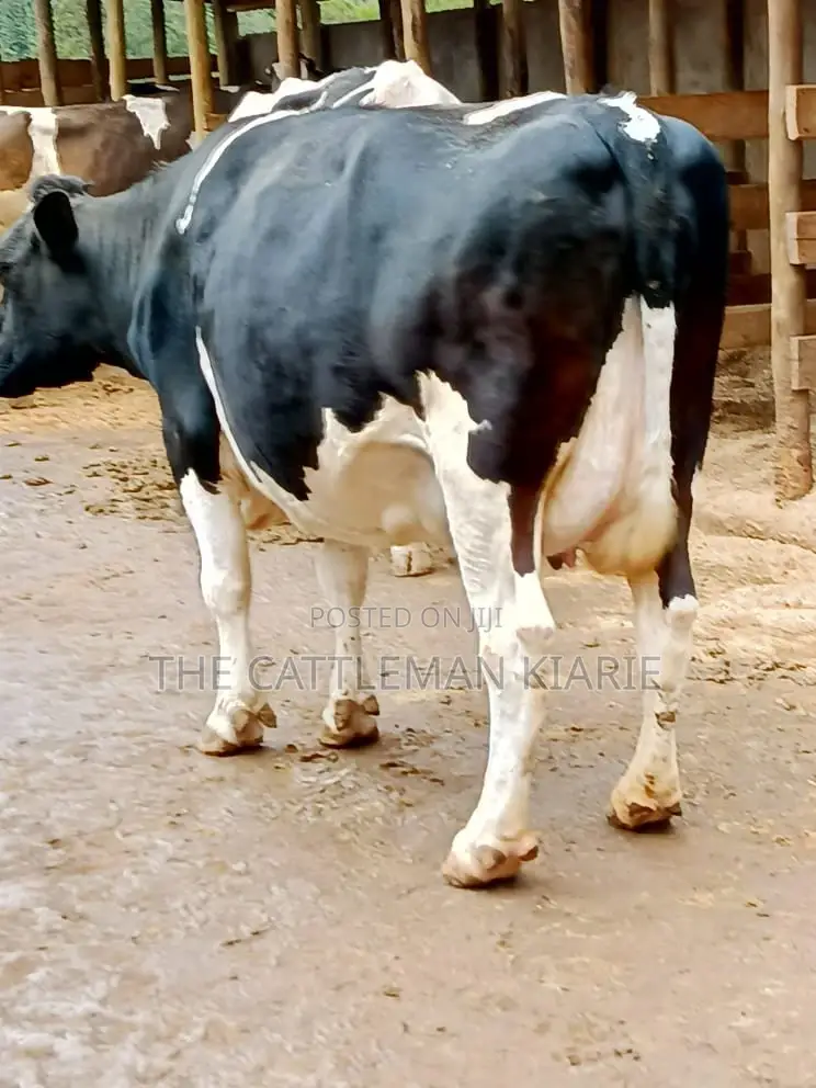 Friesian Dairy Cows for Sale