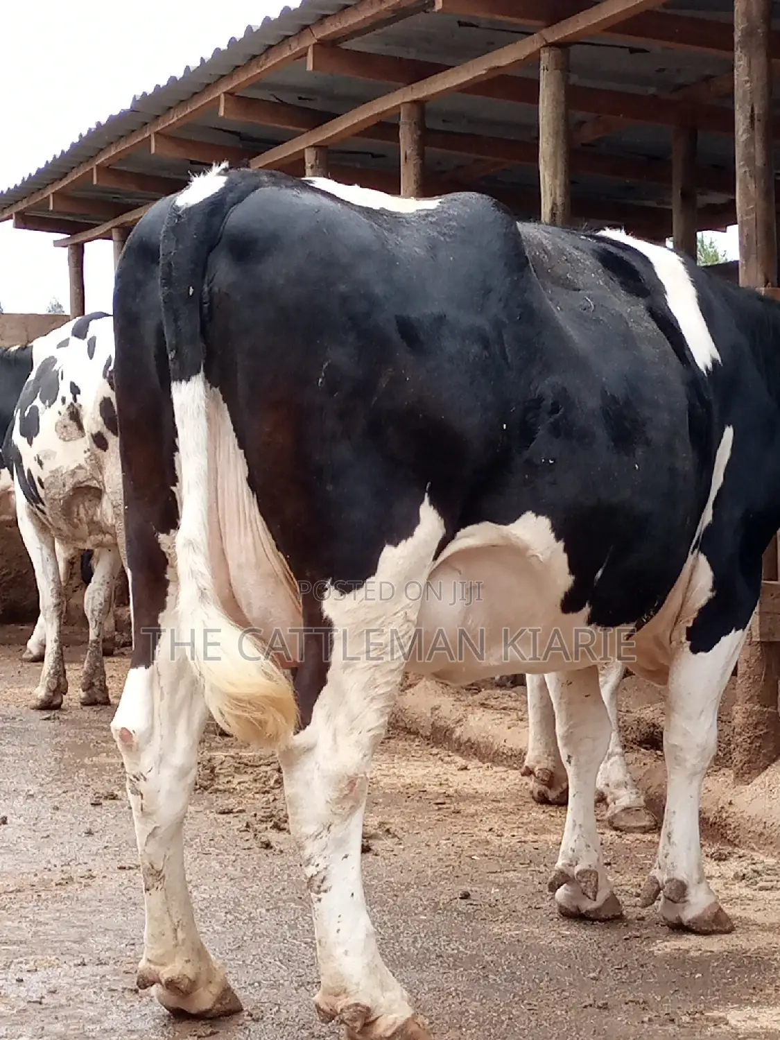 Friesian Dairy Cows for Sale