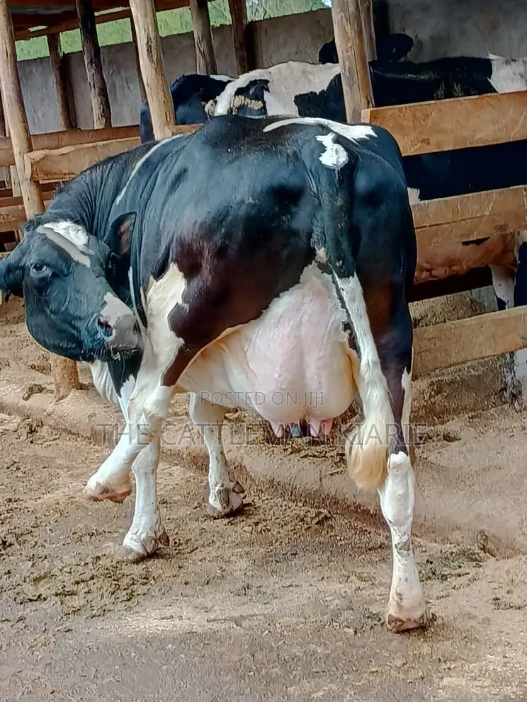Friesian Dairy Cows for Sale