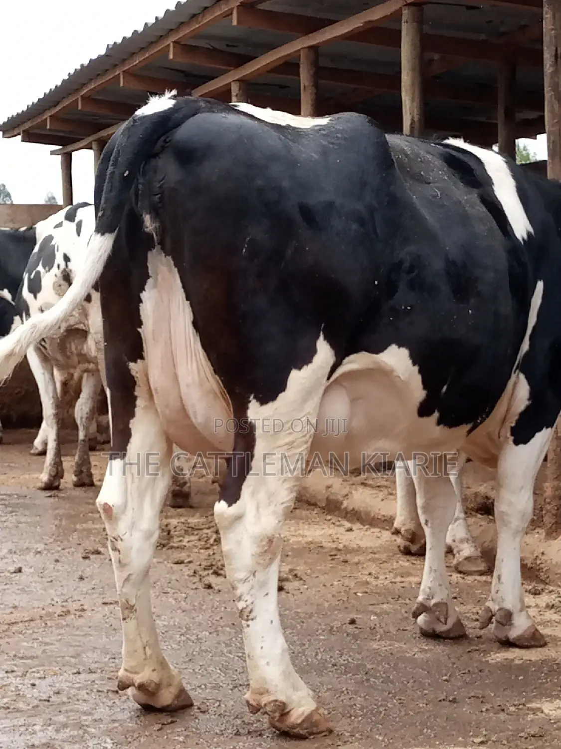 Friesian Dairy Cows for Sale