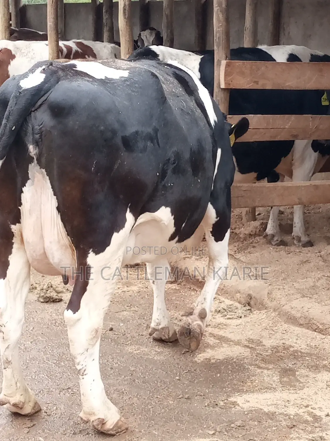 Friesian Dairy Cows for Sale