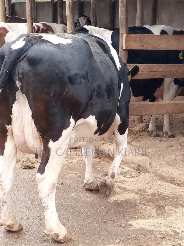 Friesian Dairy Cows for Sale - thumbnail 16