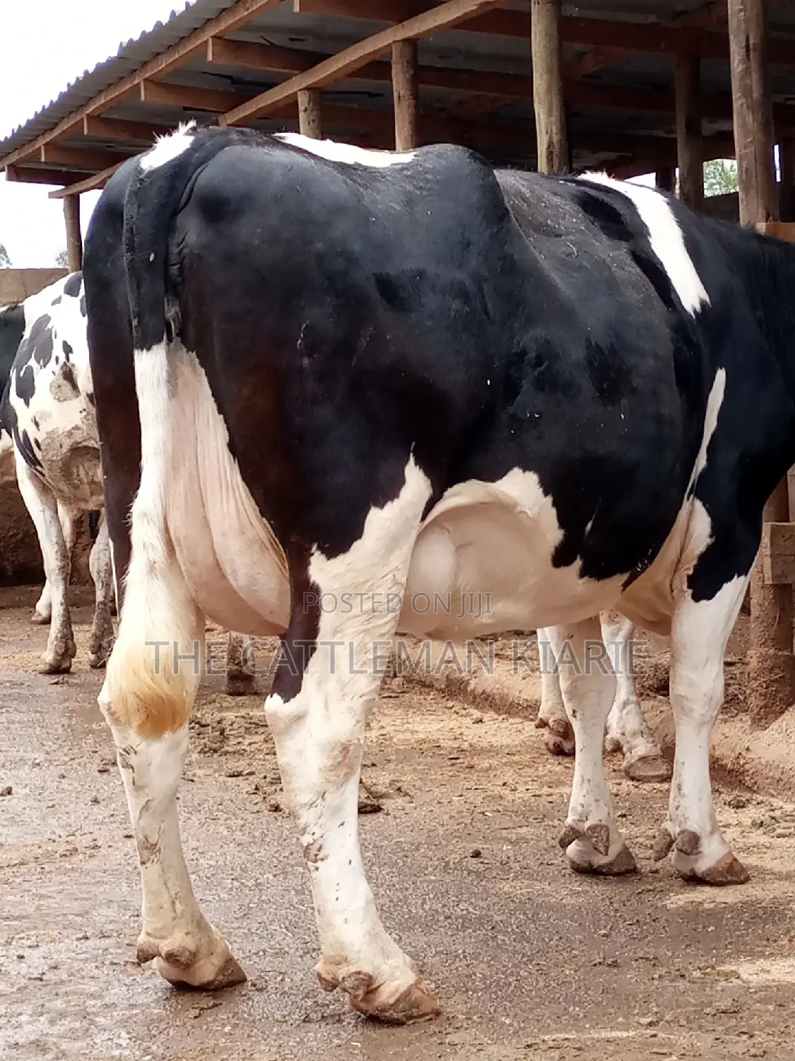 Friesian Dairy Cows for Sale