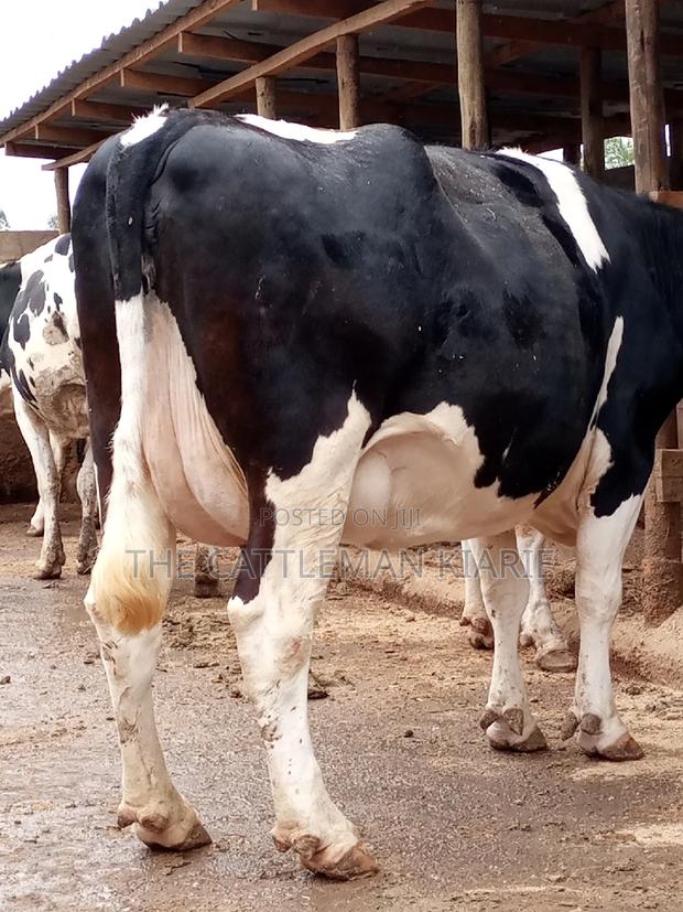 Friesian Dairy Cows for Sale - thumbnail 17