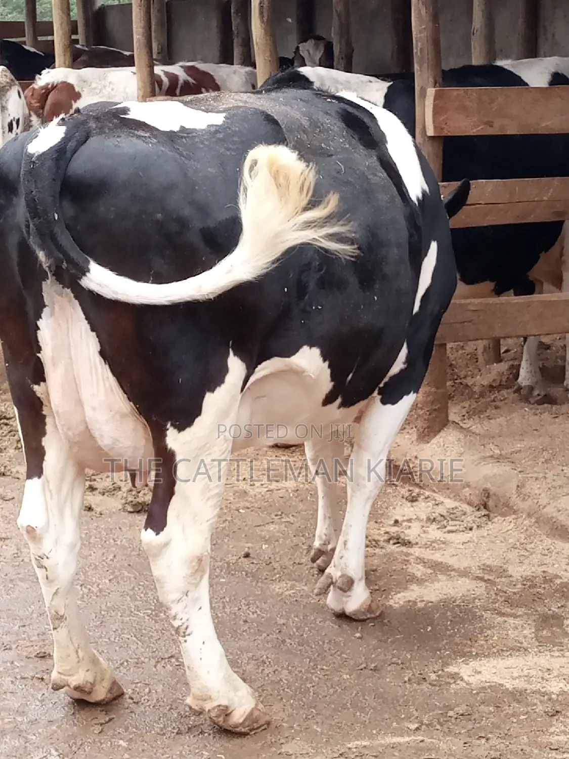 Friesian Dairy Cows for Sale