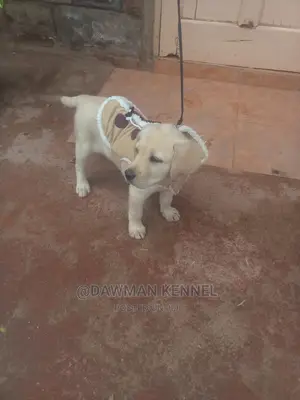 1-3 Months Female Purebred Labrador Retriever
