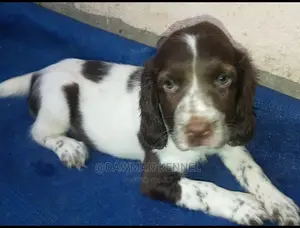 1-3 Months Male Purebred English Springer Spaniel