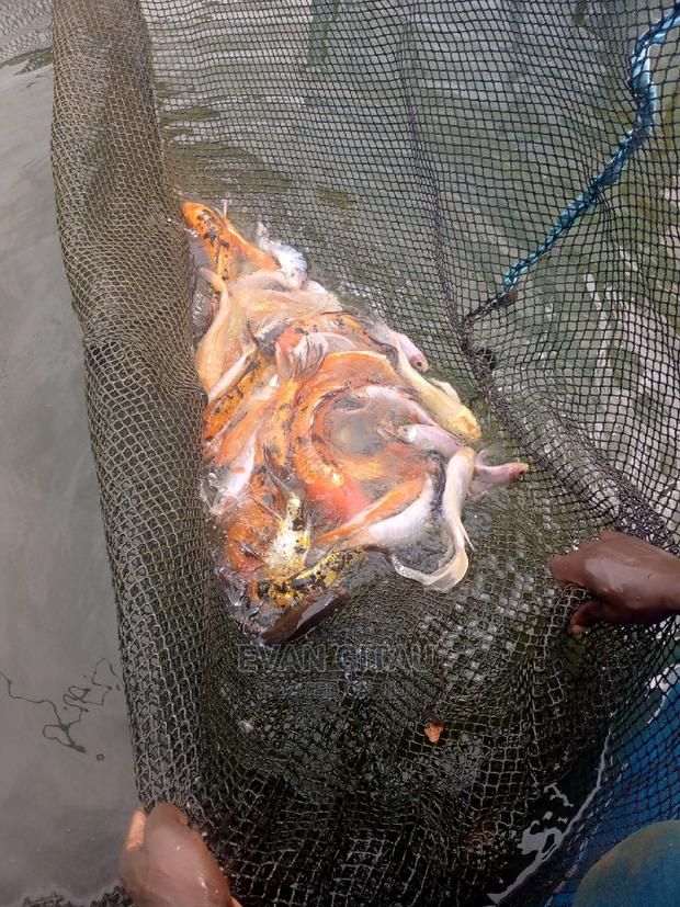 Goldfish at Wholesale Price - main view