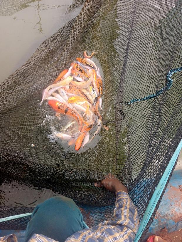 Goldfish at Wholesale Price - thumbnail 3