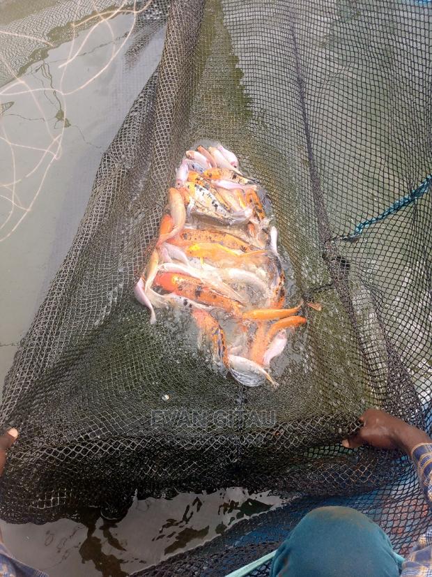 Goldfish at Wholesale Price - thumbnail 4