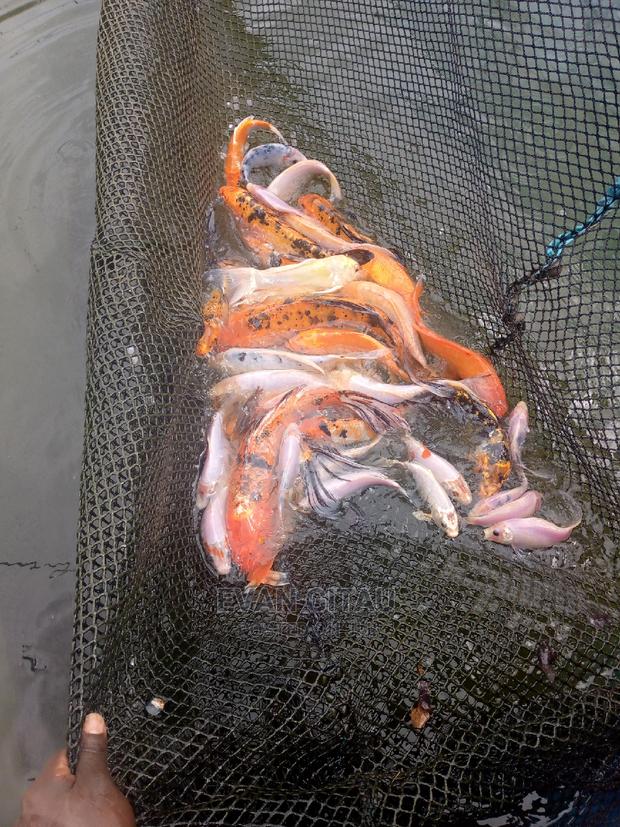 Goldfish at Wholesale Price - thumbnail 5