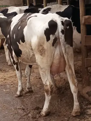Fleckview for Sale in Kenya