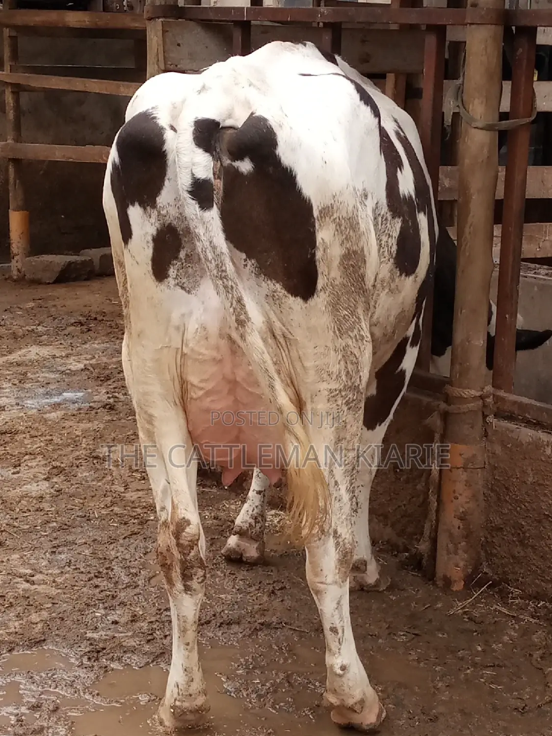 Fleckview for Sale in Kenya