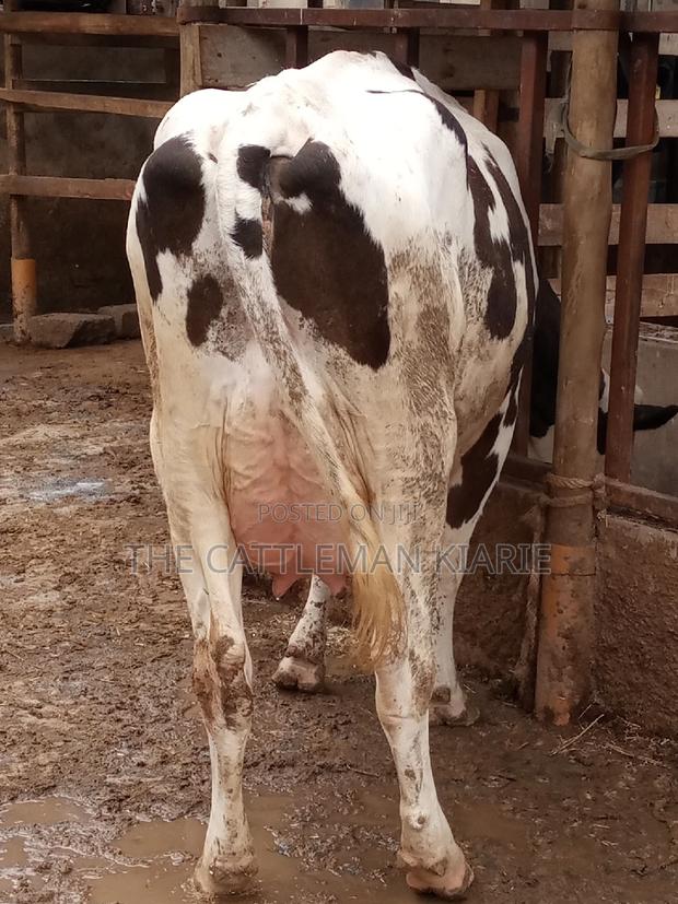 Fleckview for Sale in Kenya - thumbnail 4