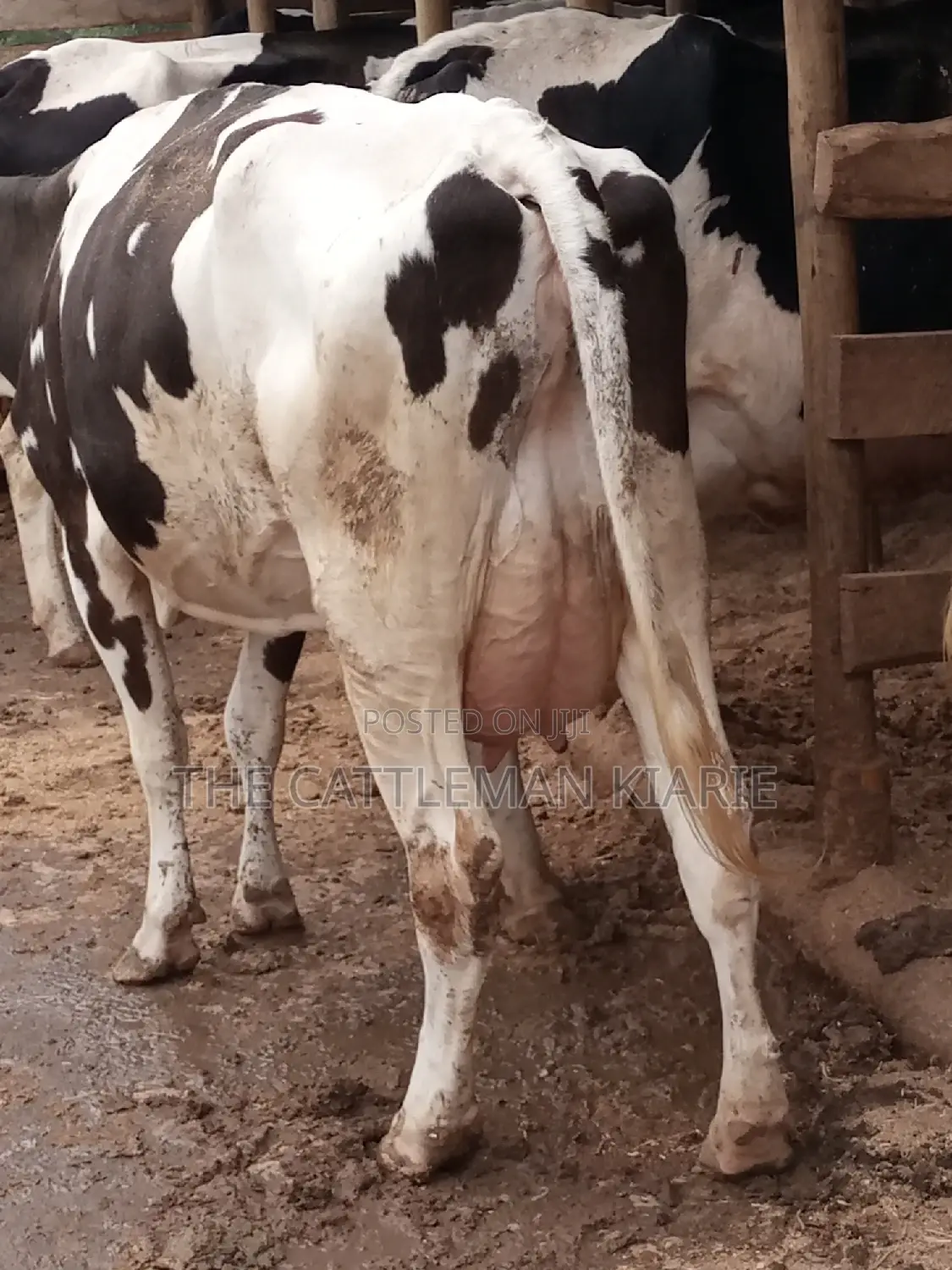 Fleckview for Sale in Kenya