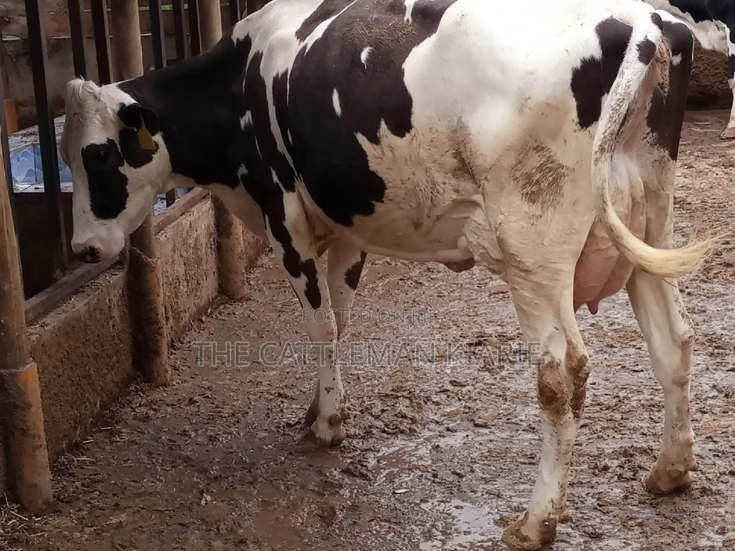 Fleckview for Sale in Kenya