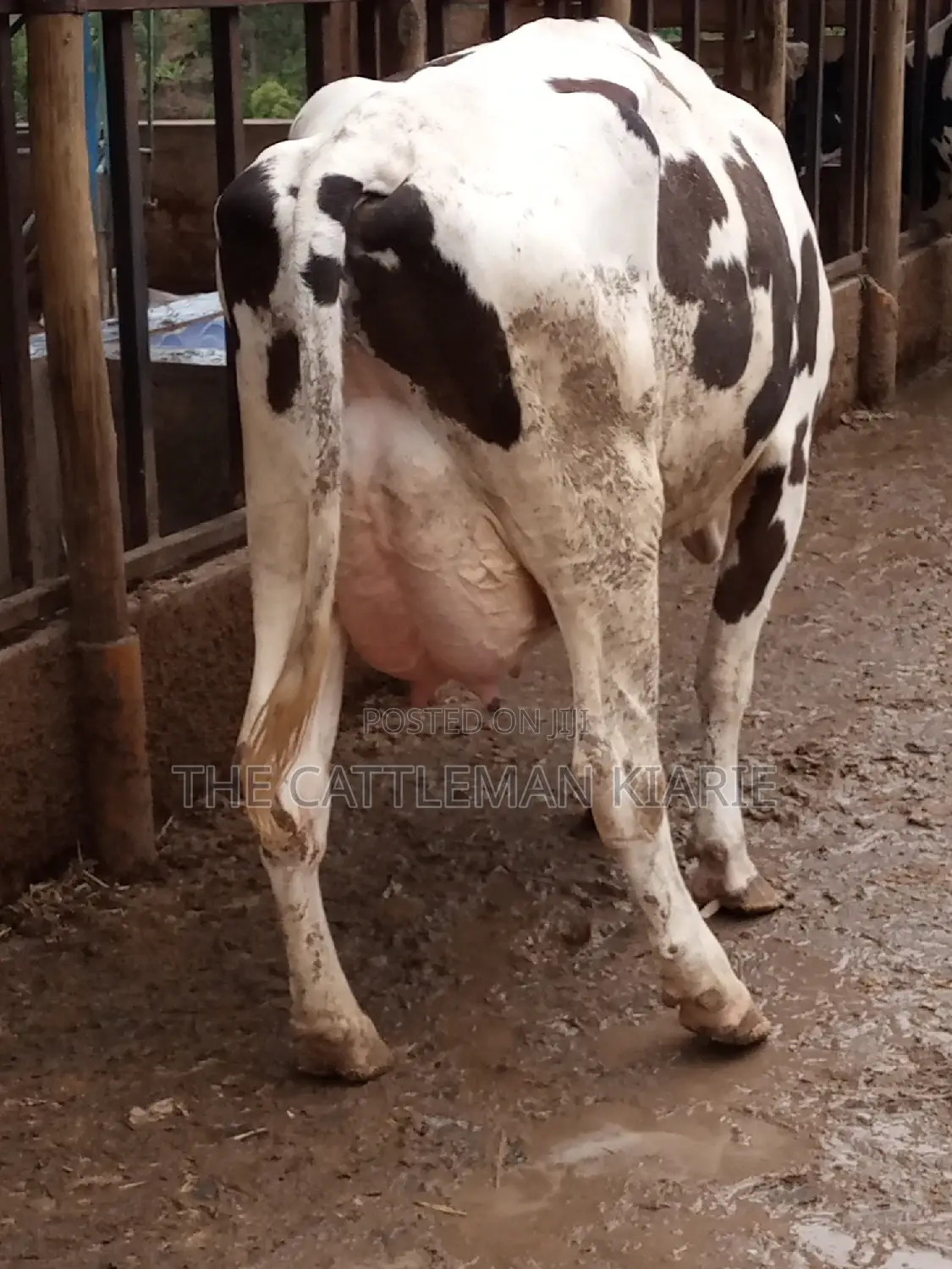 Fleckview for Sale in Kenya