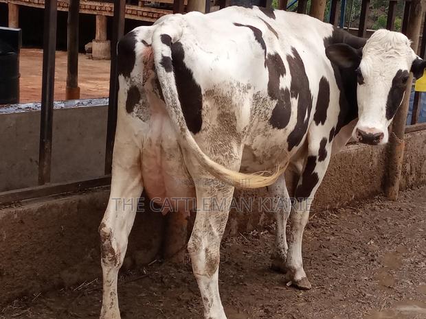 Fleckview for Sale in Kenya - thumbnail 9