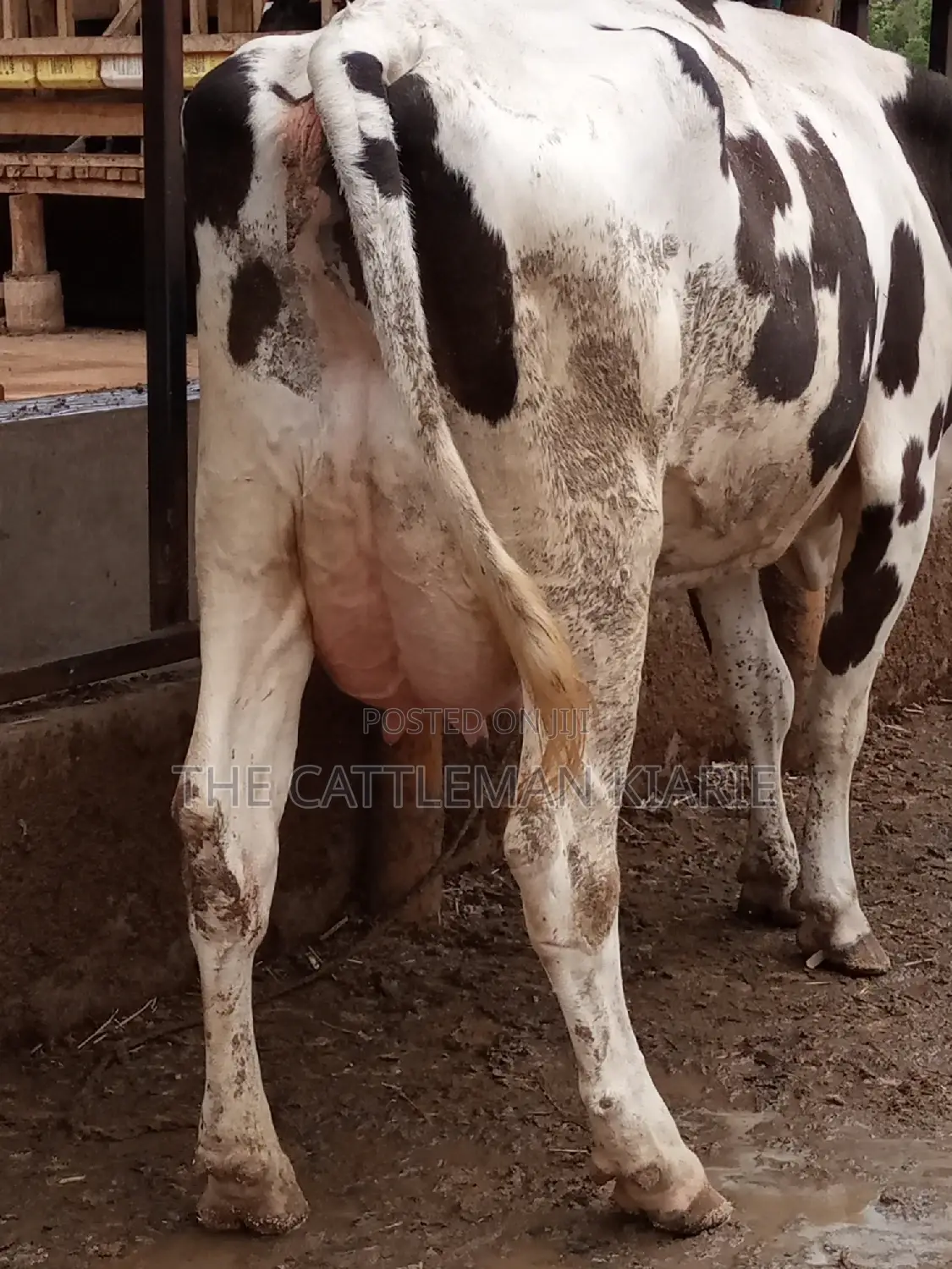 Fleckview for Sale in Kenya