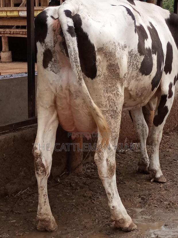 Fleckview for Sale in Kenya - thumbnail 8