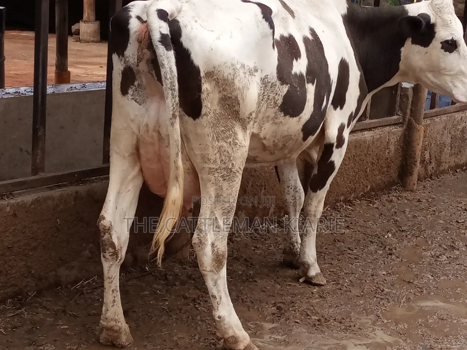 Fleckview for Sale in Kenya