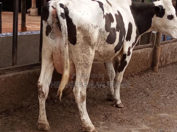 Fleckview for Sale in Kenya - thumbnail 10