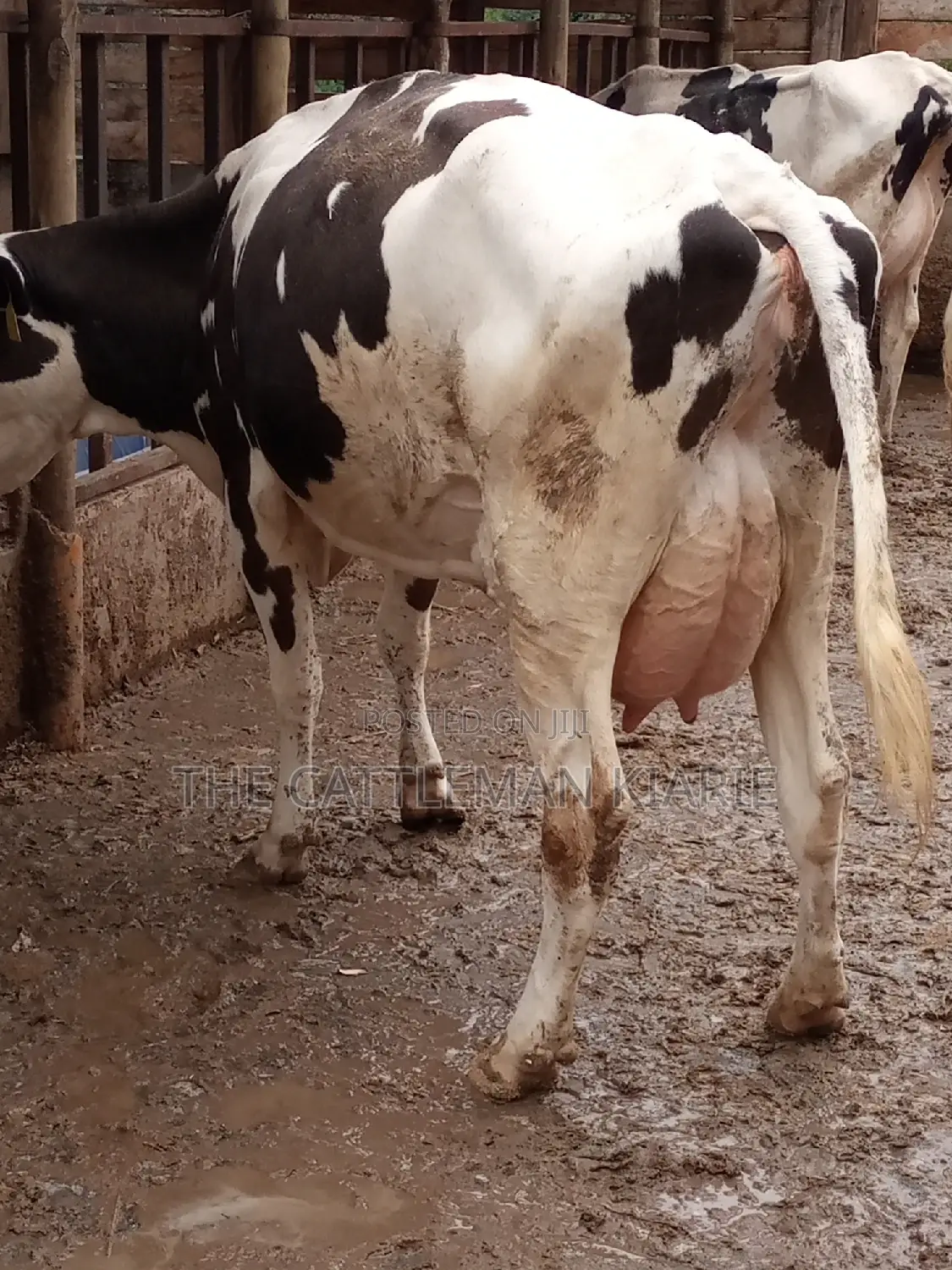 Fleckview for Sale in Kenya