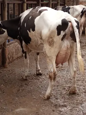 Fleckview for Sale in Kenya