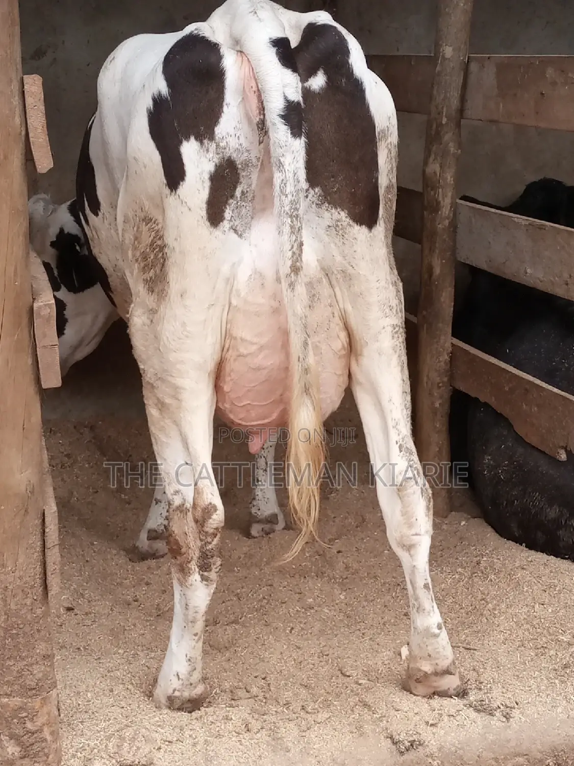 Fleckview for Sale in Kenya