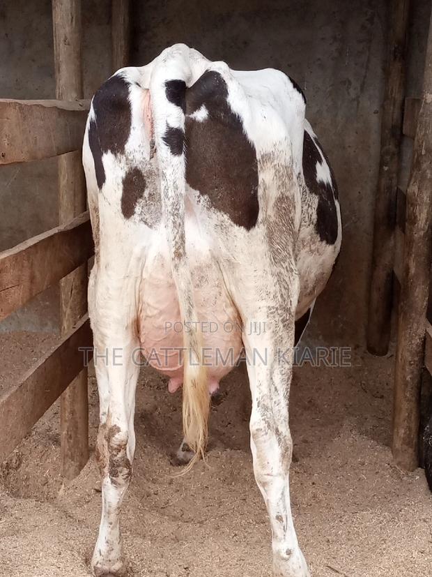 Fleckview for Sale in Kenya - thumbnail 14