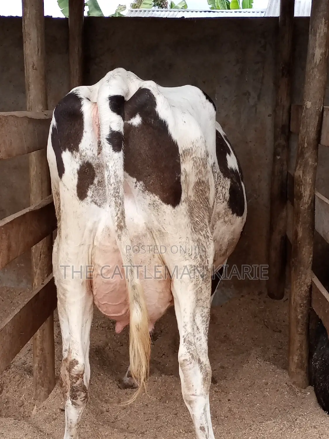 Fleckview for Sale in Kenya