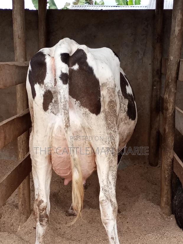 Fleckview for Sale in Kenya - thumbnail 15