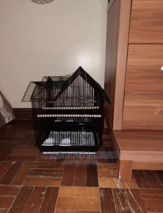 Cages for Birds - thumbnail 5