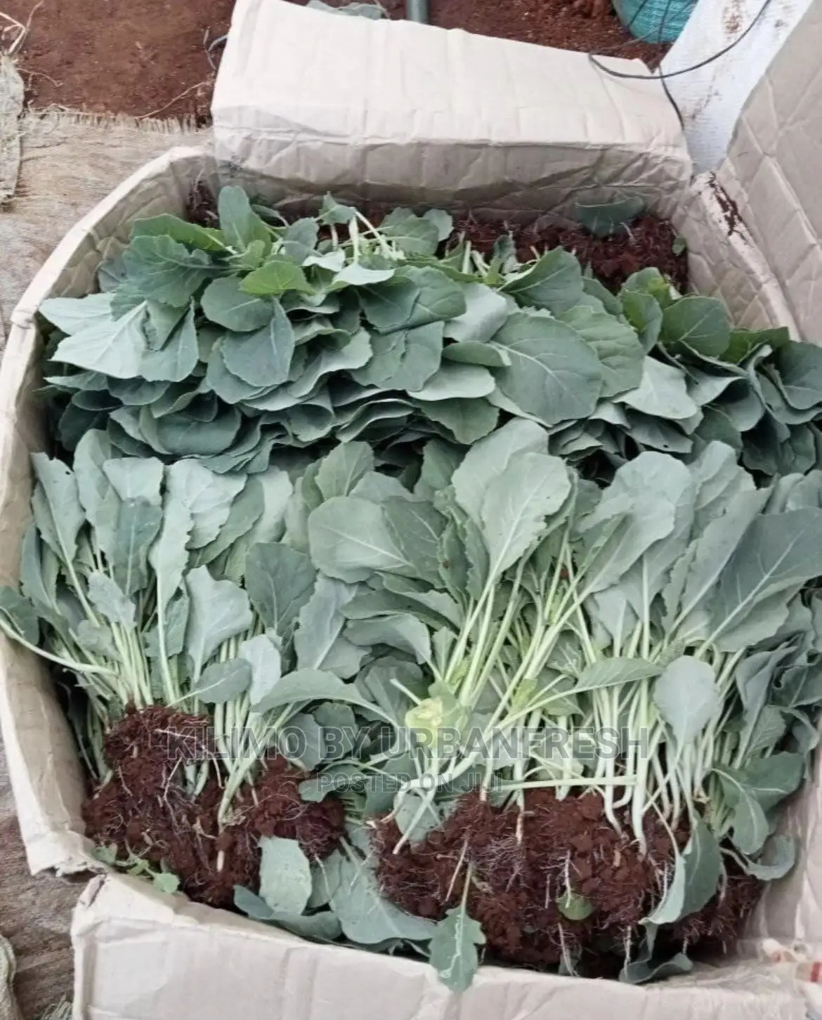 Managu , Terere , Spinach Sukuma Seedlings