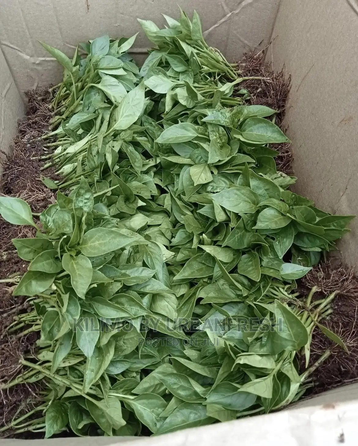 Managu , Terere , Spinach Sukuma Seedlings