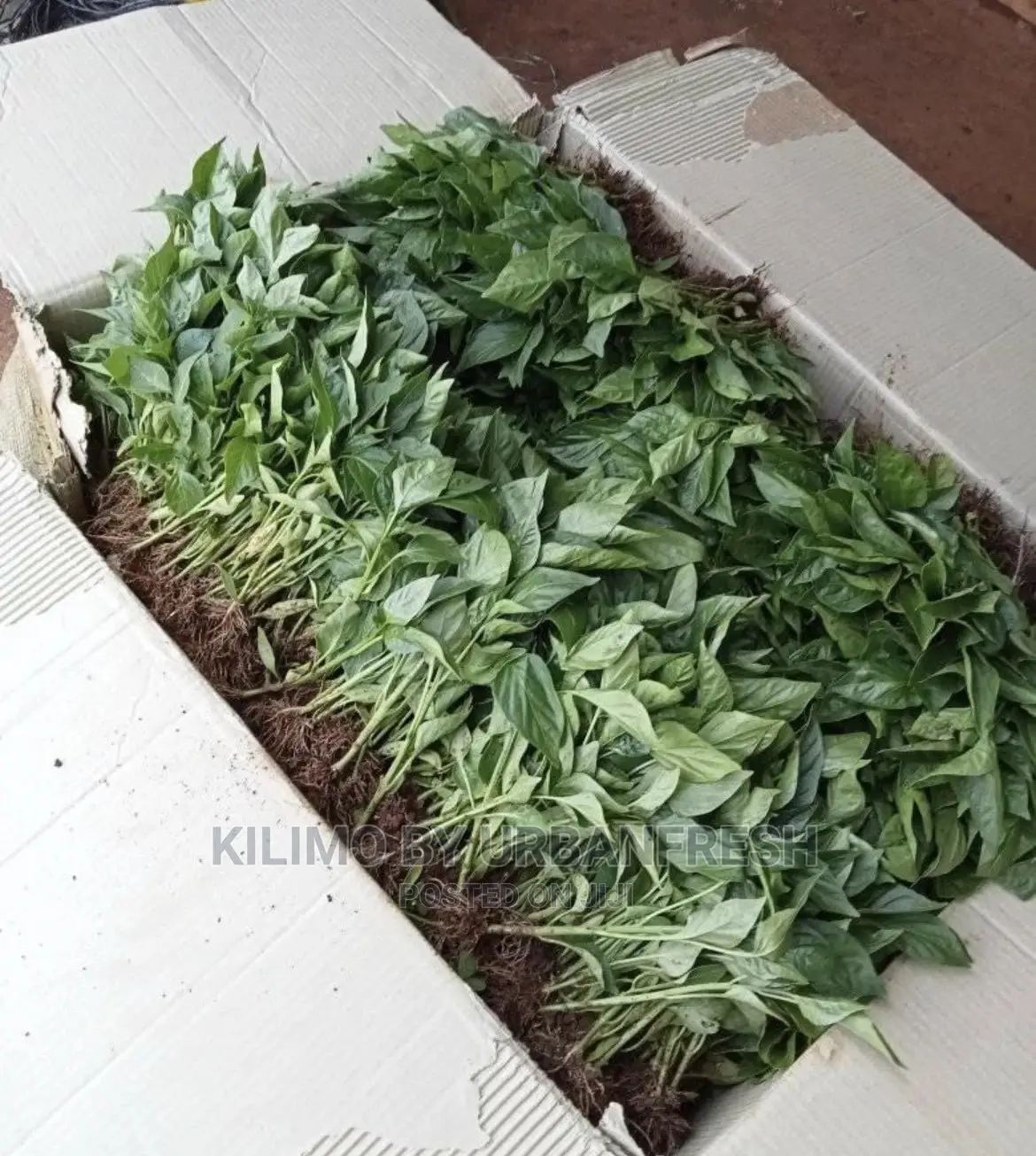 Managu , Terere , Spinach Sukuma Seedlings